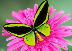 "Бабочка" Ag 471  (Гранни)