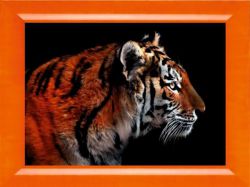 N-281 "Устремленный взгляд"  (Милато)