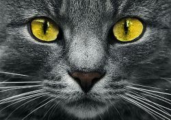 Ag 2308 Алмазная мозаика Гранни "Жёлтые глаза"