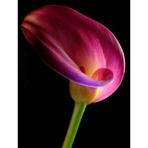 Алмазная мозаика Гранни "Калла" 