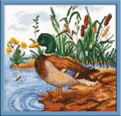 805  Селезень (Овен)