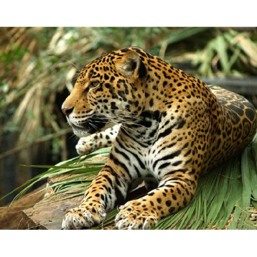 Алмазная мозаика Гранни "Ягуар" Ag5852