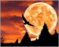 ML-61 Алмазная мозаика на подрамнике МИЛАТО "Магия луны"