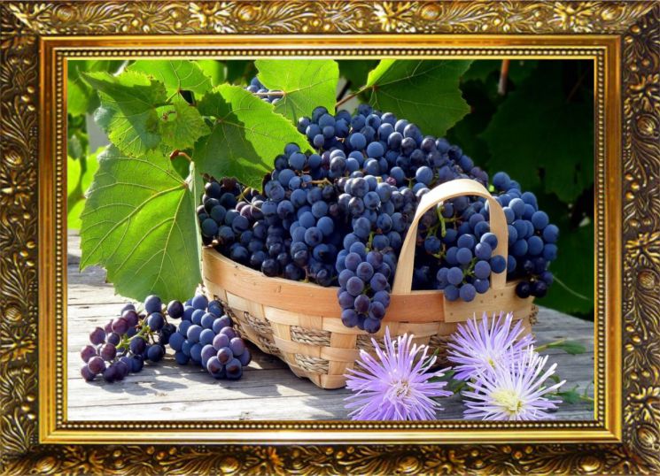 NR-9 Алмазная мозаика Милато "Корзинка винограда"