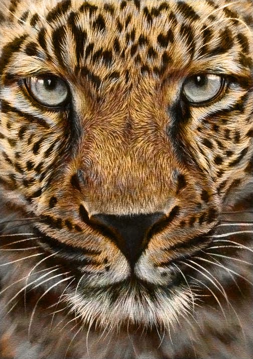 Ag 161 Алмазная мозаика Гранни "Гепард"