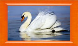 N-202 "Лебедь" (Милато)