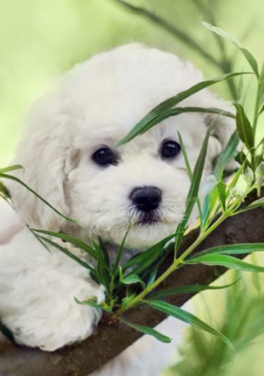 Ag 5811 Алмазная мозаика Гранни "Песик на ветке"