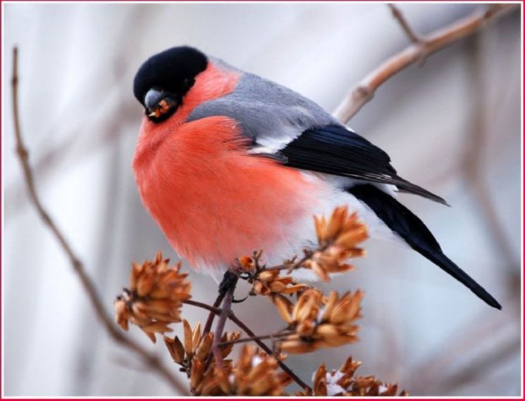 Алмазная мозаика Алмазное хобби "Снегирь" 2848 