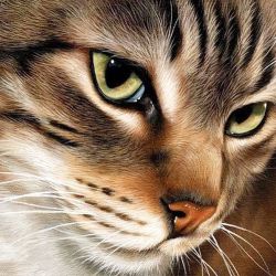 Ag 2277 Алмазная мозаика Гранни "Загадочный кот"